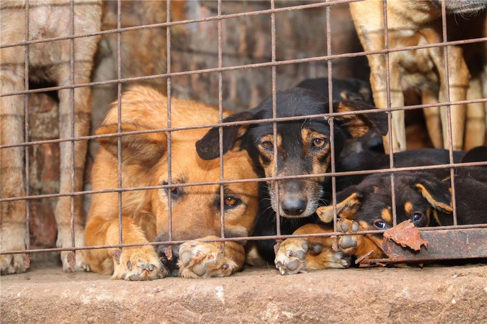 Für inszenierte Rettungsaktionen werden Tiere oft absichtlich misshandelt.Handout / Berlin/Animal Welfare Alliance Uganda/dpa