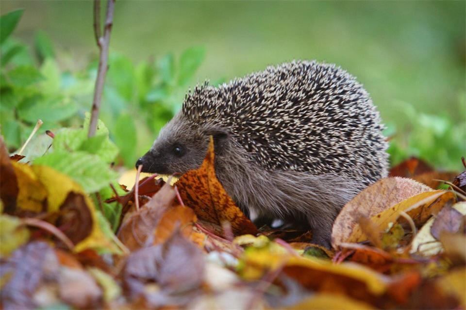 Futtersuche vor dem Winterschlaf: Im Herbst fressen sich Igel Energiereserven für die kalte Jahreszeit an.Karl-Josef Hildenbrand/dpa