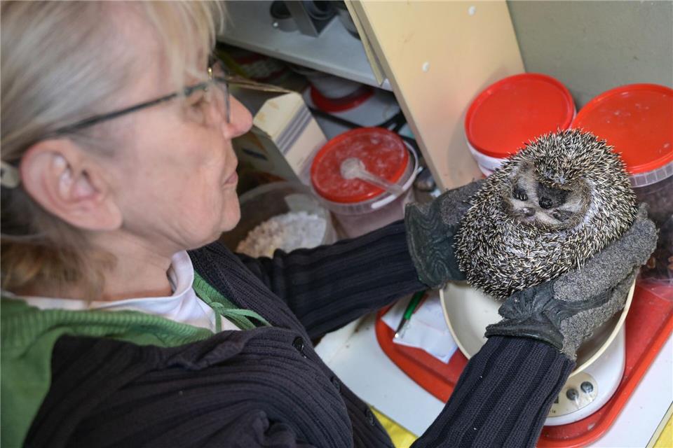 Gabriele Giesel versorgt in Zörbig geschwächte Igel.Heiko Rebsch/dpa
