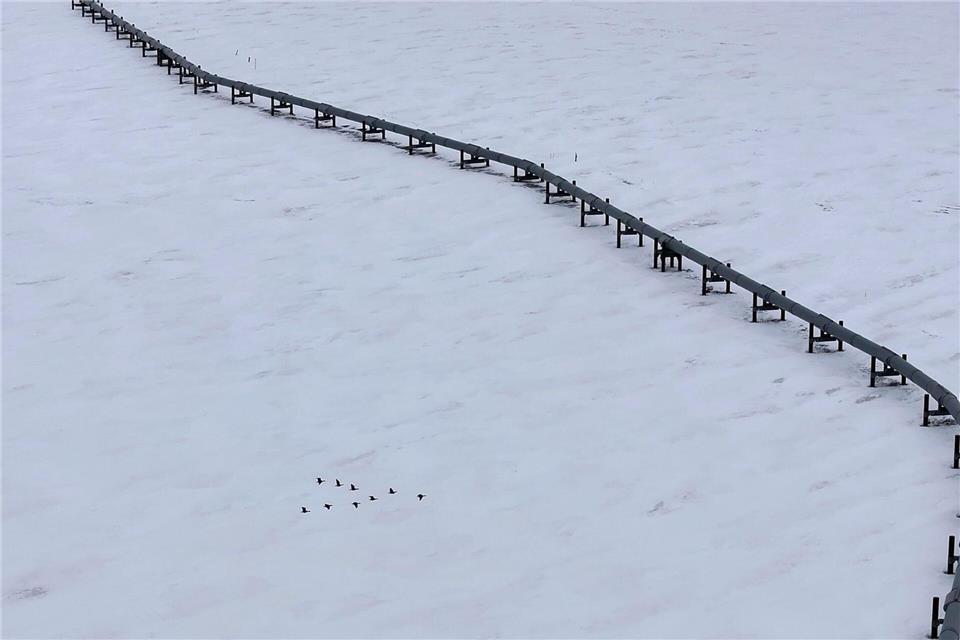 Gänse fliegen an der Trans-Alaska-Pipeline in Deadhorse vorbei.Jenny Kane/AP/dpa