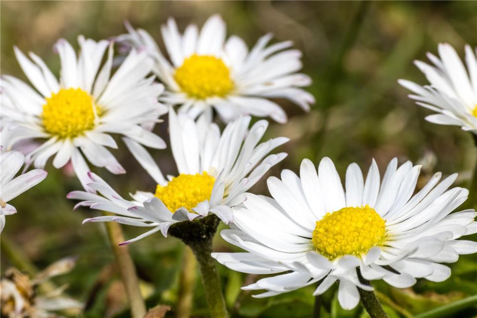 Gänseblümchen und Co. einfach stehenlassen: Was Gartenbesitzer zugunsten der Artenvielfalt beachten sollten. (Symbolbild)Frank Hammerschmidt/dpa