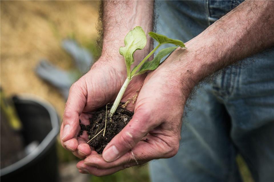 Gärtnern tut der Seele gut: Für viele ist Gartenarbeit ein Ausgleich zum Alltag und ein Weg zu besserer Stimmung.picture alliance/dpa/dpa-tmn
