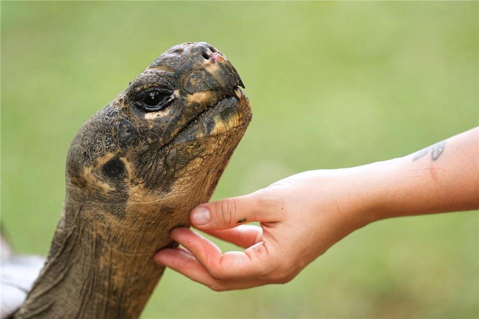 Galapagos-Schildkröte Mommy wurde mit fast 100 Jahren noch Mama.Matt Rourke/AP/dpa
