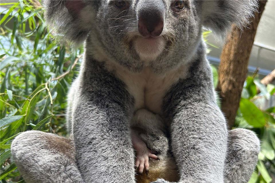 Stuttgarts Koala-Nachwuchs kommt neugierig aus den Beuteln Ganz vorsichtig strecken die jungen Tiere Köpfchen und Beinchen aus dem Beutel der Mama.-/Wilhelma/dpa