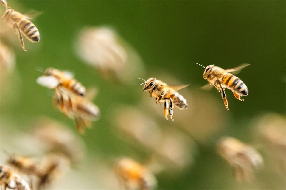 Ganze Völker könnten sterben, wenn auch das Ausbrüten der Winterbienen leidet. (Archivbild)Silas Stein/dpa