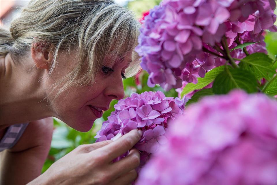 Gartenstars in voller Blüte: Hortensien ziehen mit ihrer Farbenpracht alle Blicke auf sich.picture alliance/dpa/dpa-tmn