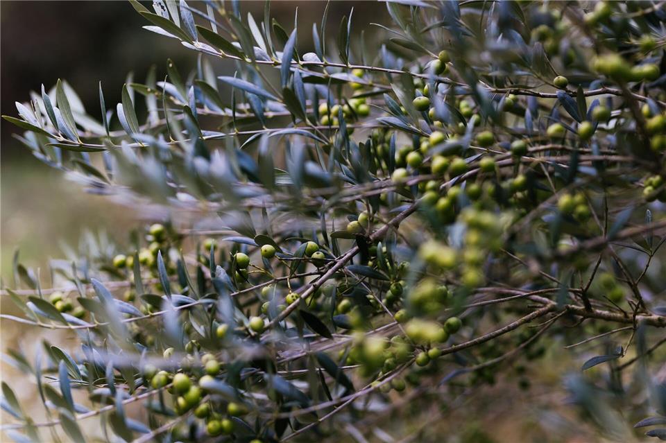 olivenbaum experte Olivovnk evropsk (Olea europaea)  6090 cm - 15cm