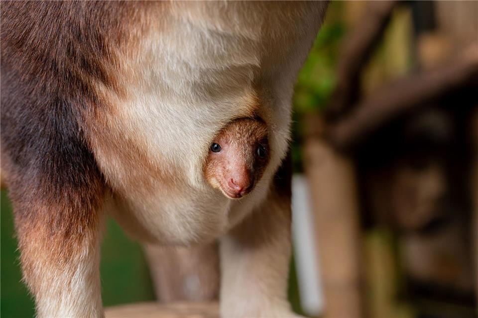 Geboren wurde das Tierchen schon vor einigen Monaten, aus dem Beutel gewagt hat sich das kleine Känguru jedoch erst jetzt. -/Chester Zoo/dpa