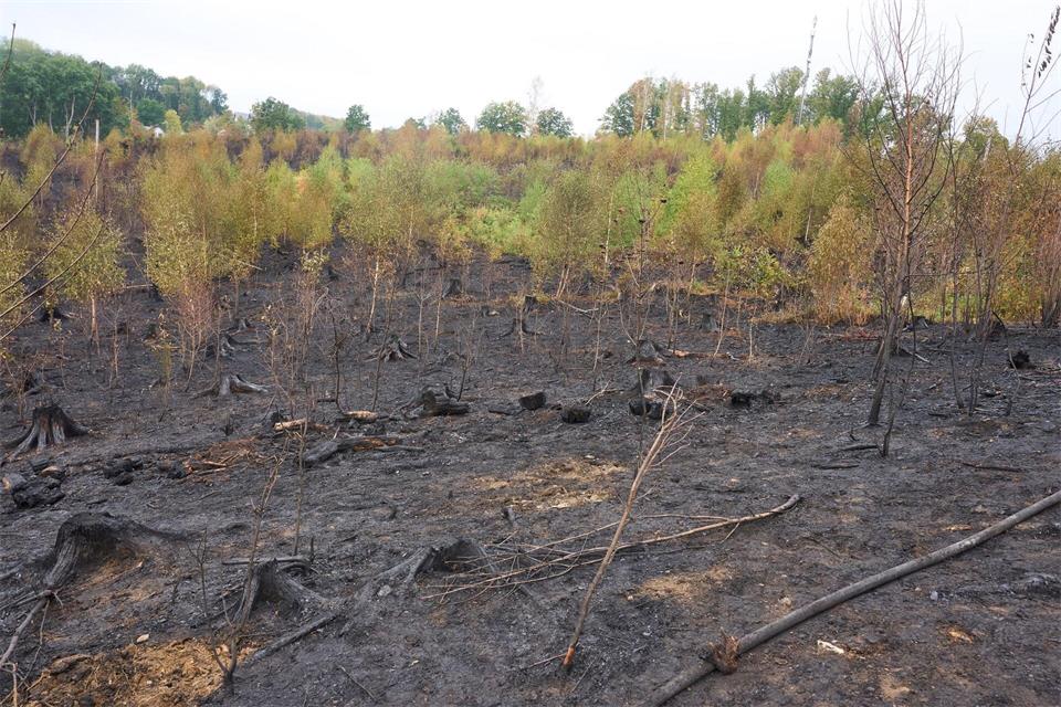 Gebrannt hatte es im Westerwald auf vier Hektar des Waldgebiets.Thomas Frey/dpa