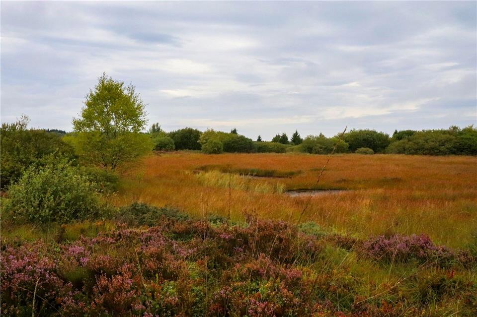 Gedeckte Herbstfarben: Vegetation im Hochmoor.Deike Uhtenwoldt/dpa-tmn