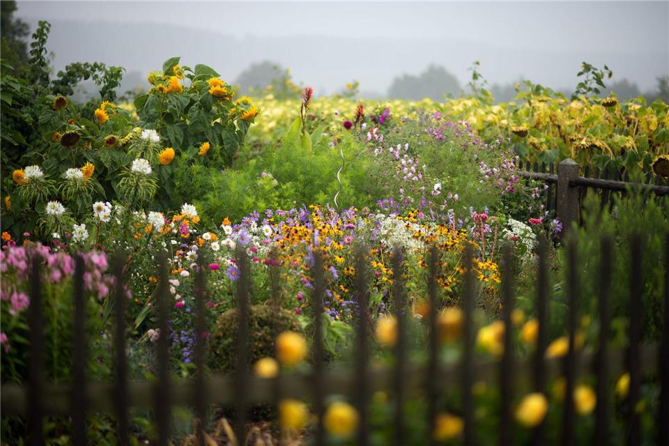 Geduld zahlt sich aus: Bis eine Blumenwiese eine üppige Blütenpracht hervorbringt, kann es eine Weile dauern.Arno Burgi/dpa-Zentralbild/dpa-tmn