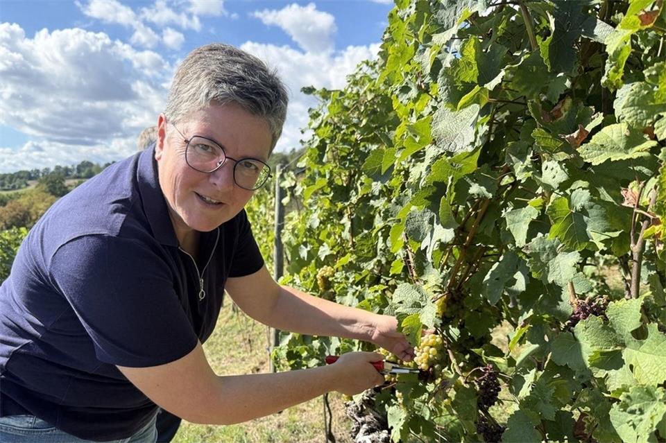 Geerntet werden auf dem Böddiger Berg hauptsächlich die Rebsorten „Ehrenfelser“ und „Riesling“.Nicole Schippers/dpa