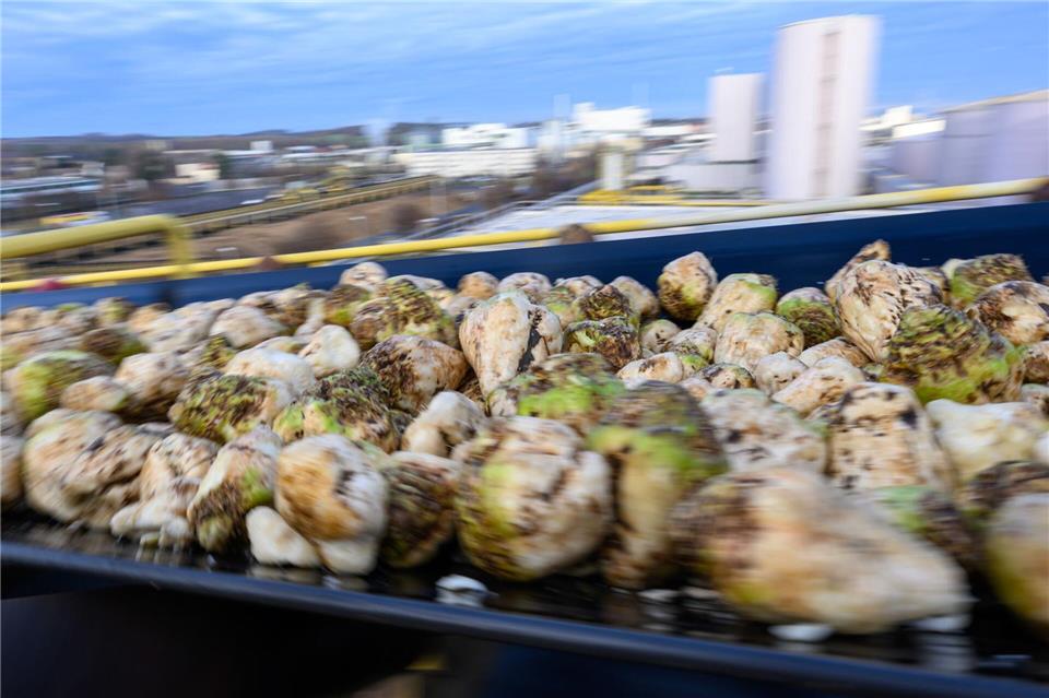 Geerntete Zuckerrüben müssen zeitnah verarbeitet werden. Hendrik Schmidt/dpa
