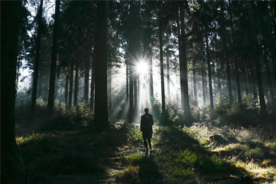 Gefahr durch Totholz: Bereits bei mäßigem Wind kann es zu herabfallenden Ästen oder umstürzenden Bäumen kommen. Arne Dedert/dpa/dpa-tmn