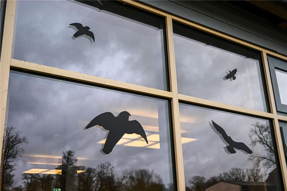 Gefahr für Vögel: Glasscheiben stellen ein unsichtbares Hindernis dar, dem jährlich Millionen Vögel zum Opfer fallen.Jens Kalaene/dpa