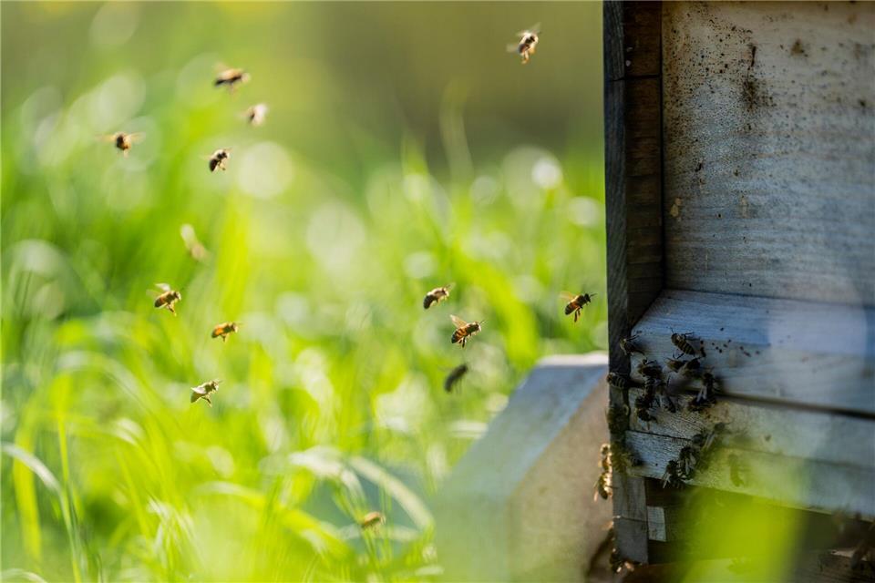 Gefahr im Anflug? Honigreste im Altglascontainer sind ein Problem (Archivbild)Andreas Arnold/dpa