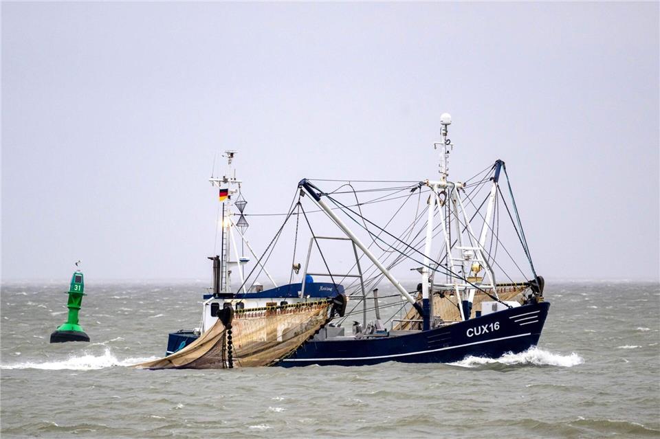 Gefischt werden die kleinen Tiere vor allem in den Niederlanden, Deutschland und Dänemark. (Archivfoto) Sina Schuldt/dpa