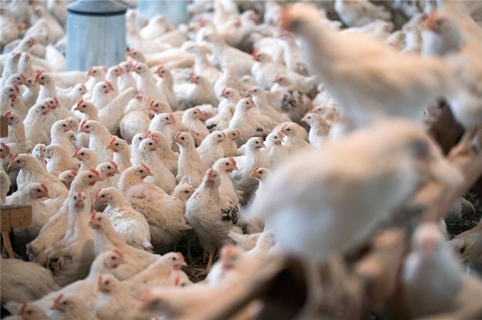 Geflügelpest - Schleswig-Holstein führt Maßnahmen ein  Geflügel dürfe nur an Futterstellen gefüttert werden, die Wildvögeln unzugänglich sind. (Symbolbild)Jens Büttner/dpa-Zentralbild/dpa