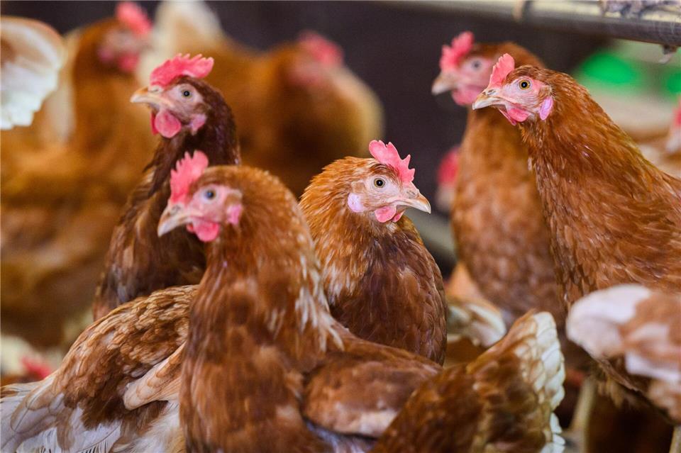 Geflügel soll wegen der Vogelgrippe nicht mehr im Freien gehalten werden sondern in Ställe. (Archivbild) Julian Stratenschulte/dpa