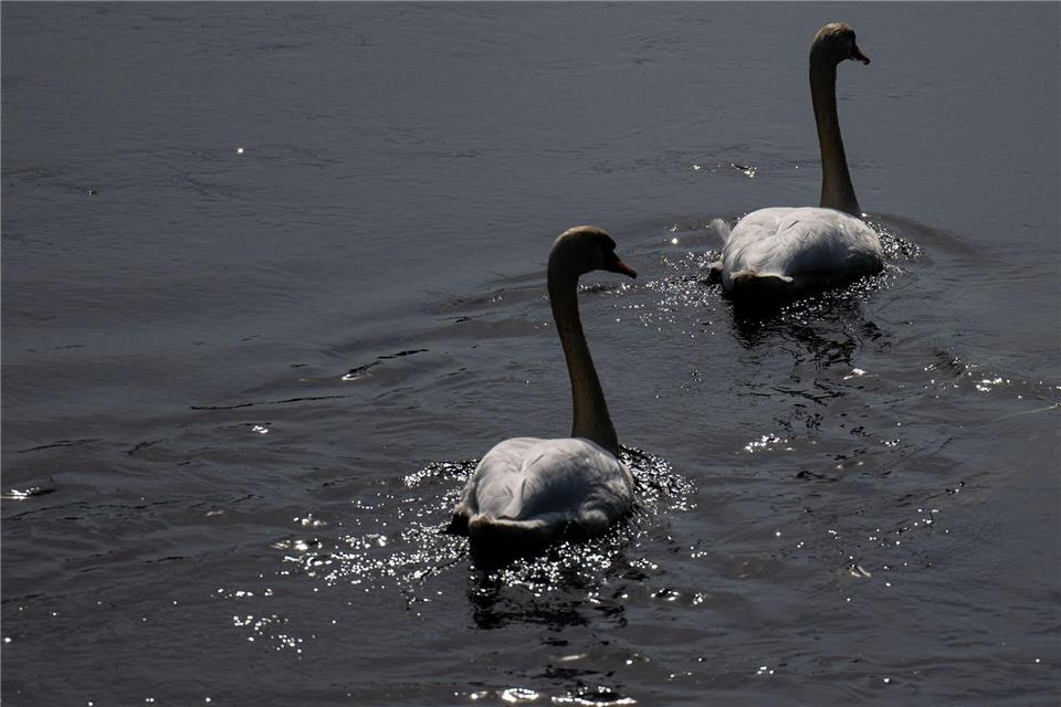 Geflügelpest in Mittelsachsen nachgewiesen – Halter sollen Schutz erhöhen. (Archivbild)Hendrik Schmidt/dpa