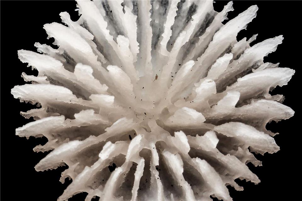 Gefunden wurden die Korallen in über 4000 Meter Tiefe zwischen Hawaii und Mexiko.Guadalupe Bribiesca-Contreras/National Oceanography Centre, United Kingdom/dpa