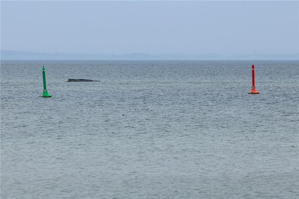 Gegen eine mögliche Tötung des Wals, um ihn von seinen Leiden zu erlösen, spricht laut Expertin einiges.Ulrich Perrey/dpa