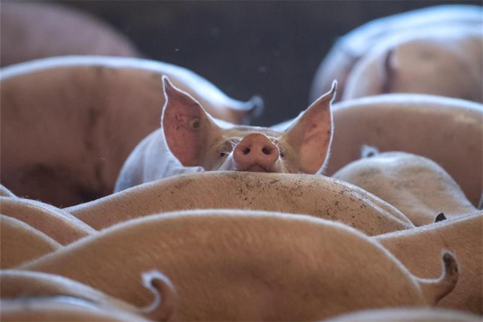 Gegen mehrere Schweinemastbetriebe hat eine Tierschutzorganisation Anzeige erstattet.