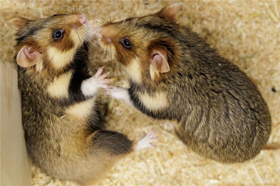 Geht das gut? Ein paarungsbereites Weibchen und ein ausgewähltes Männchen sollen für Feldhamster-Nachwuchs sorgen. David Ebener/dpa