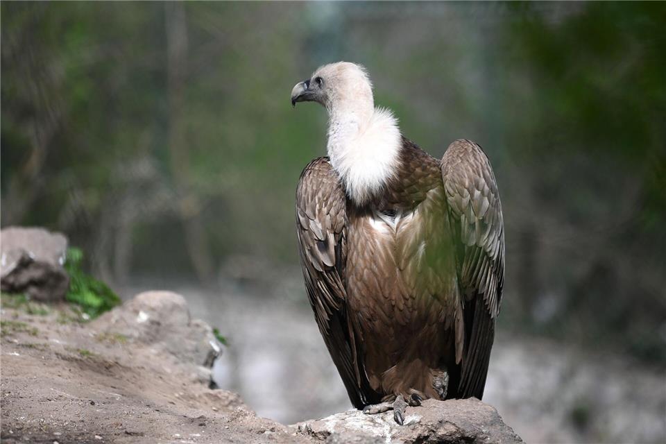 Geier fressen viel totes Fleisch. (Archivbild)Heiko Rebsch/dpa