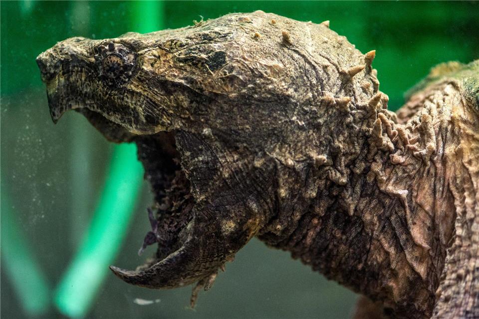 Geierschildkröten können ein Gewicht von rund 100 kg erreichen - und sind nicht ungefährlich. (Symbolbild)picture alliance / dpa