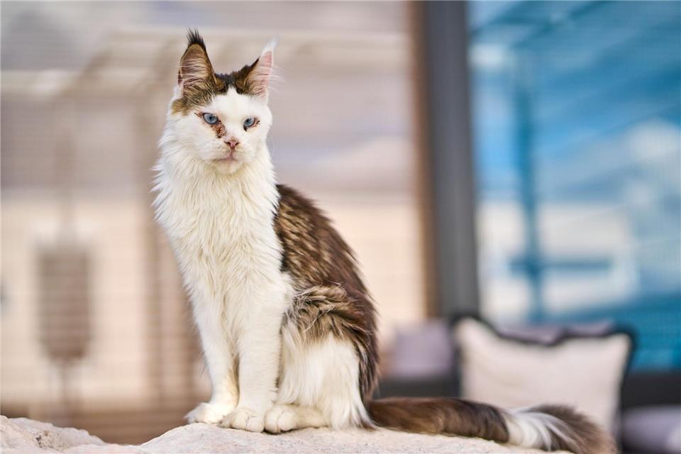 Mit Katzen das Vorlesen lernen – „Katzen erwarten nichts“ Gekuschelt werden darf natürlich auch. Sascha Ditscher/dpa