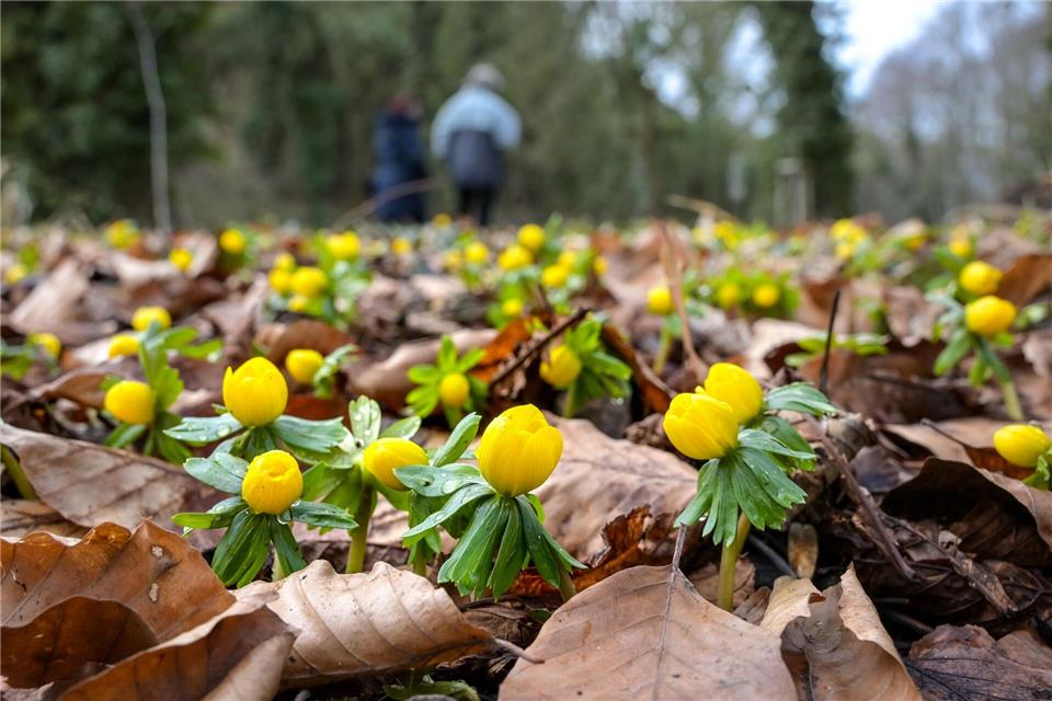 Gelb blühende Winterlinge bedecken den Boden. (Archivbild)Heiko Rebsch/dpa
