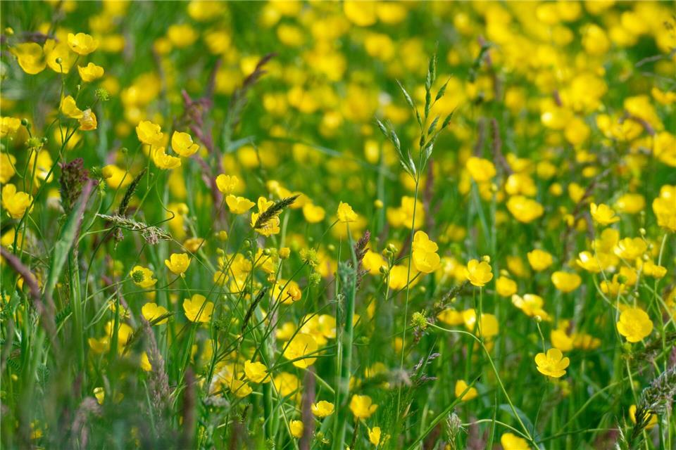 Gelbe Blüten, wilde Gräser: Die Natur blüht, kann aber auch den angekündigten Niederschlag gebrauchen.Henning Kaiser/dpa