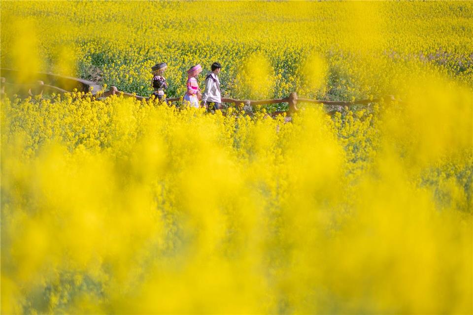 Gelbes Rapsfeld - Frühling in ChinaXiong Pingxiang/XinHua/dpa
