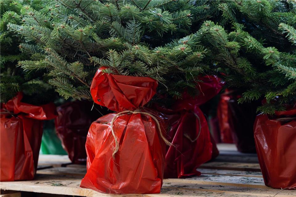 Gelegentlich werden Weihnachtsbäume auch mit Wurzeln zum späteren Einpflanzen verkauft. (Archivbild)Rolf Vennenbernd/dpa