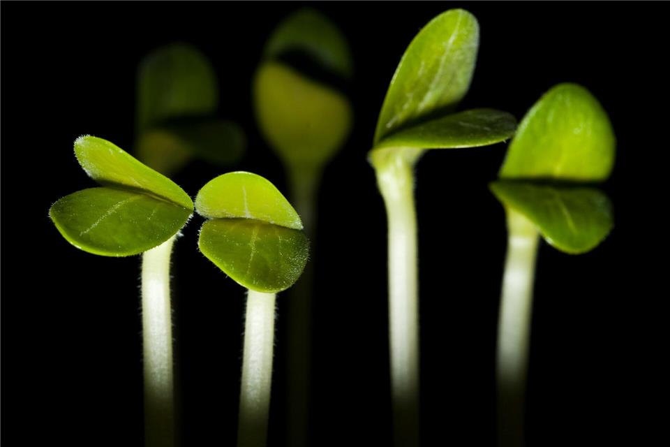 Gemüse-Keimlinge auf der Fensterbank - hier etwa Zucchini - machen jetzt schon Lust auf die Gartensaison.picture alliance/dpa/dpa-tmn