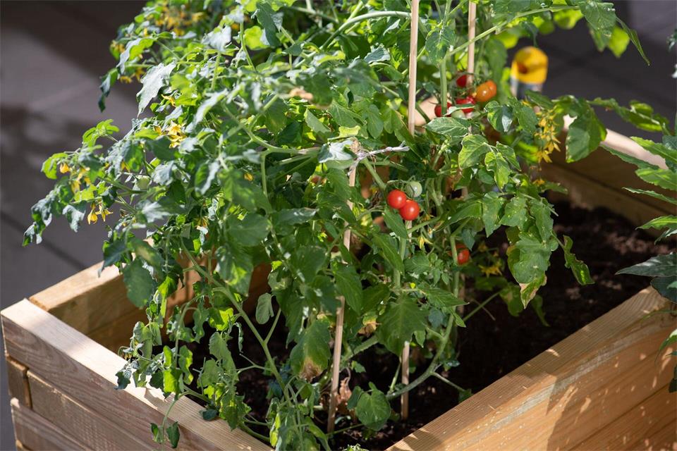 Gemüse wie Tomaten, Radieschen oder Salate fühlt sich im sonnigen Hochbeet besonders wohl.picture alliance / dpa Themendienst