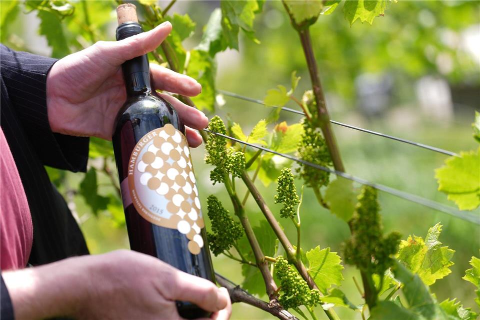 Genauer gesagt: Rotwein der Sorte Regent. Marcus Brandt/dpa