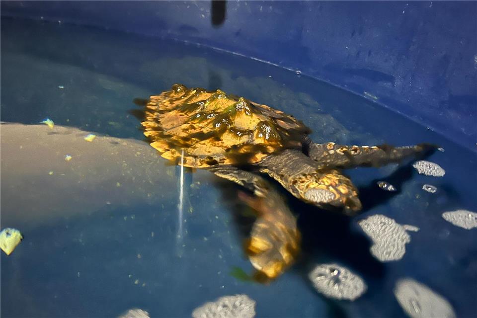 Geplant ist, dass die Schildkröte im kommenden Jahr in Frankreich ausgewildert wird. Lea Albert/dpa