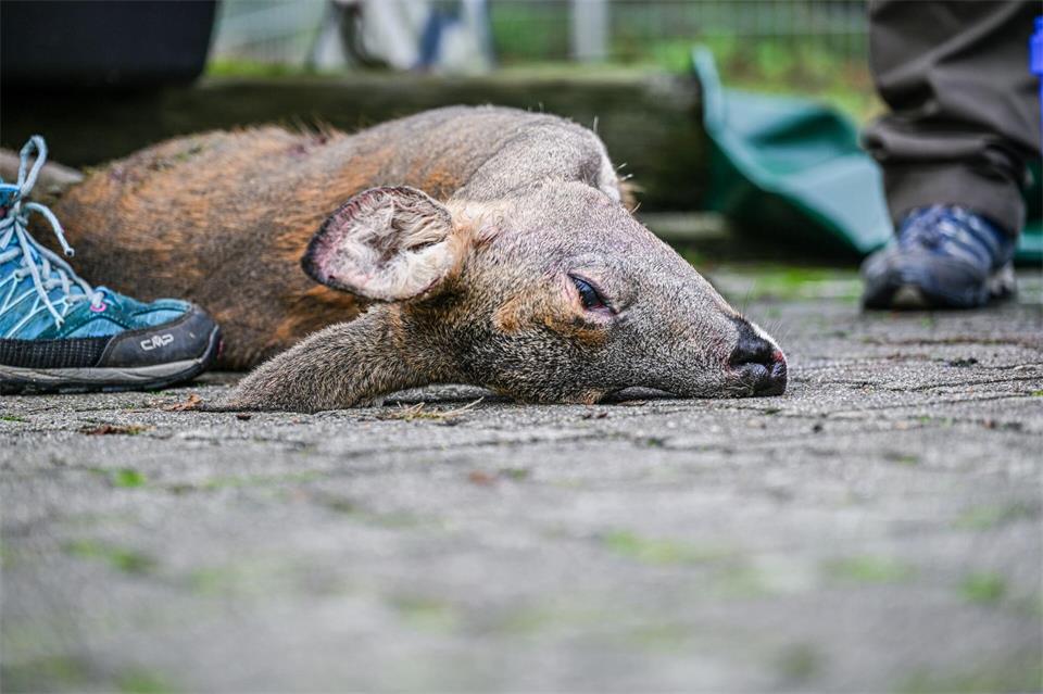 Gerade im Herbst verenden viele Rehe bei Unfällen.Jason Tschepljakow/dpa
