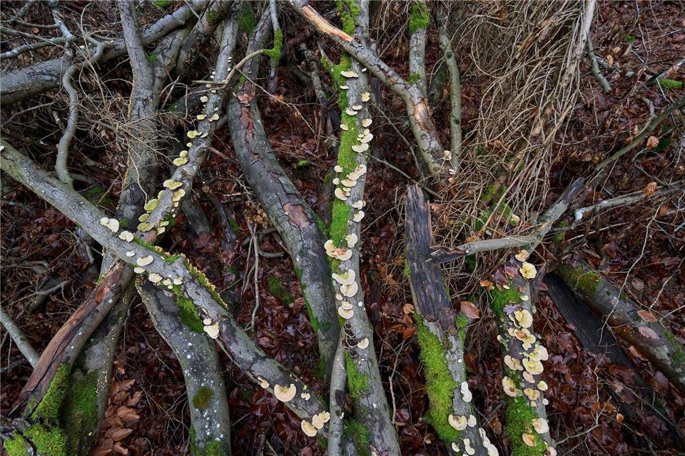 Gerade in Laubholzwäldern gibt es laut Experte viel Totholz (Symbolbild)Sascha Ditscher/dpa