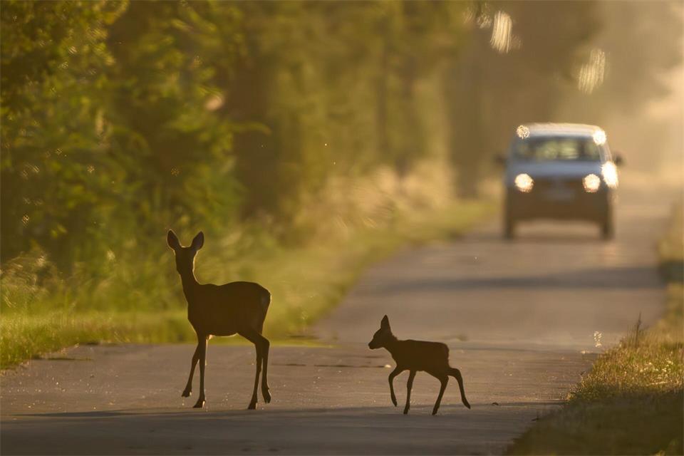 Gerade in ländlichen Regionen sollten Autofahrer und -fahrerinnen wegen möglichen Wildwechsels besonders in der Dunkelheit und der Dämmerung vorsichtig fahren. (Symbolbild)Patrick Pleul/dpa