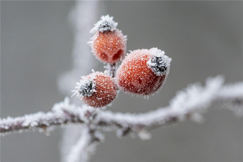 Gerade nachts wird es bitterkalt in Baden-Württemberg. Silas Stein/dpa