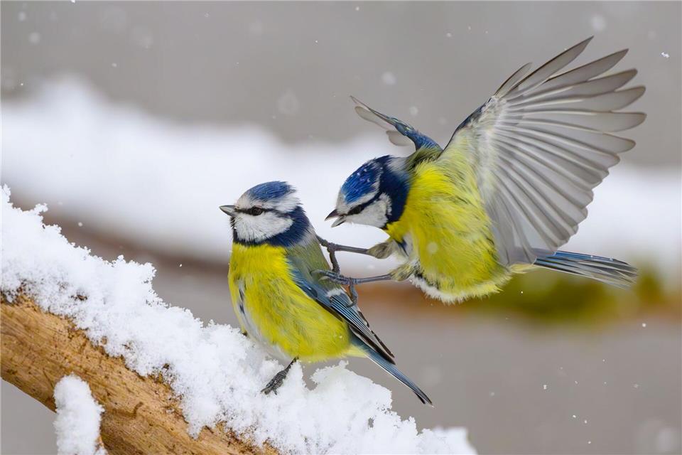 Gerade wenn es kalt ist, kann an den Futterstellen viel los sein. (Symbolbild)Patrick Pleul/dpa