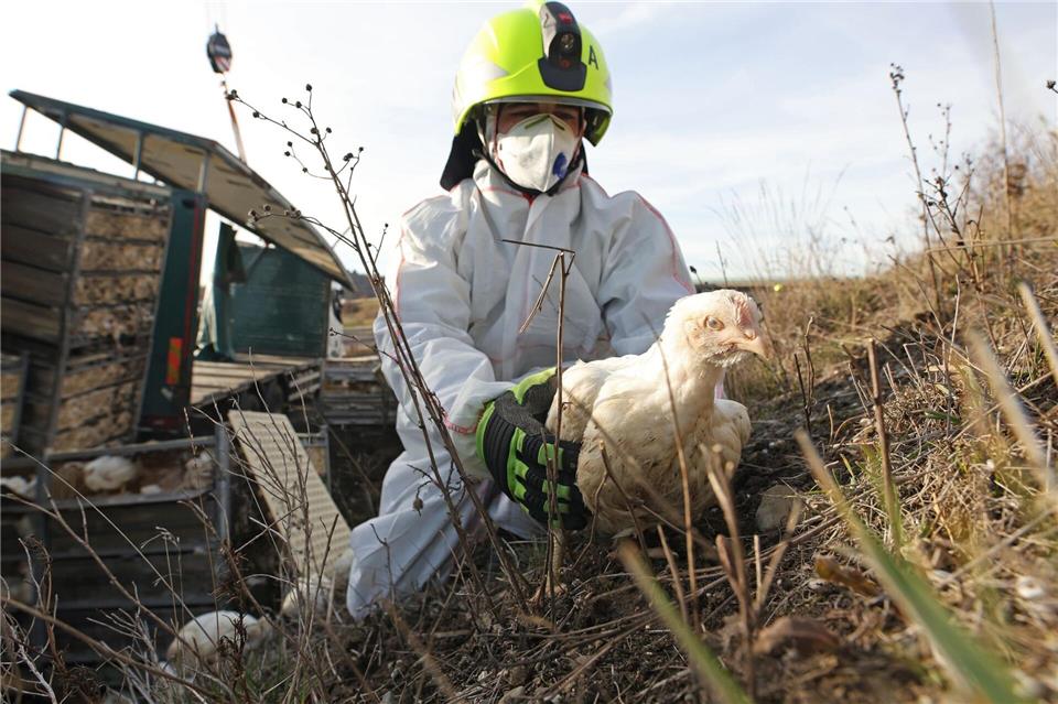 Gerettet: Feuerwehrmann Dustin fängt ein Huhn am Fahrbahnrand der A36 ein. Ein mit 5000 Hühnern beladener Lkw war auf der Autobahn zwischen Quedlinburg und Thale verunglückt.Matthias Bein/dpa