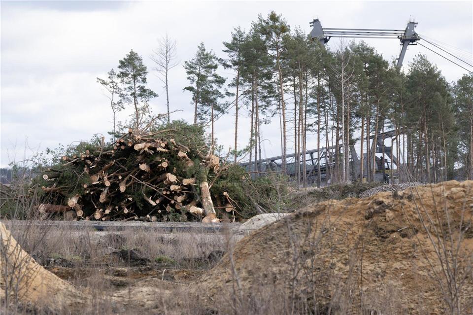 Gerodete Bäume liegen vor einem Vorschnittbagger im Tagebau Nochten. Sebastian Kahnert/dpa