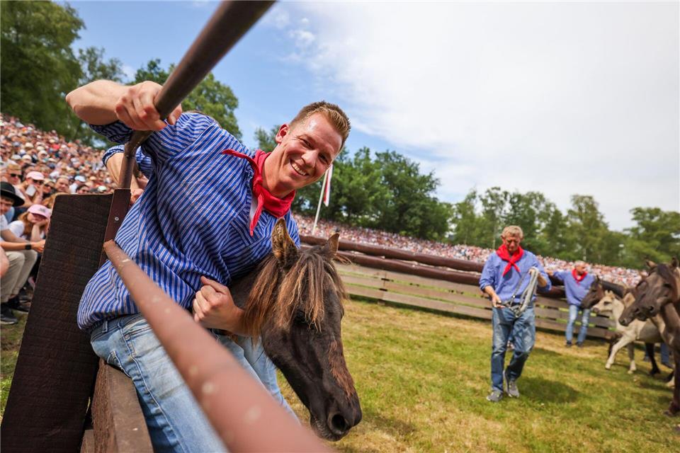Geschafft - dieses Hengstfohlen ist gefangen und bekommt sein Halfter umgelegt.Christoph Reichwein/dpa