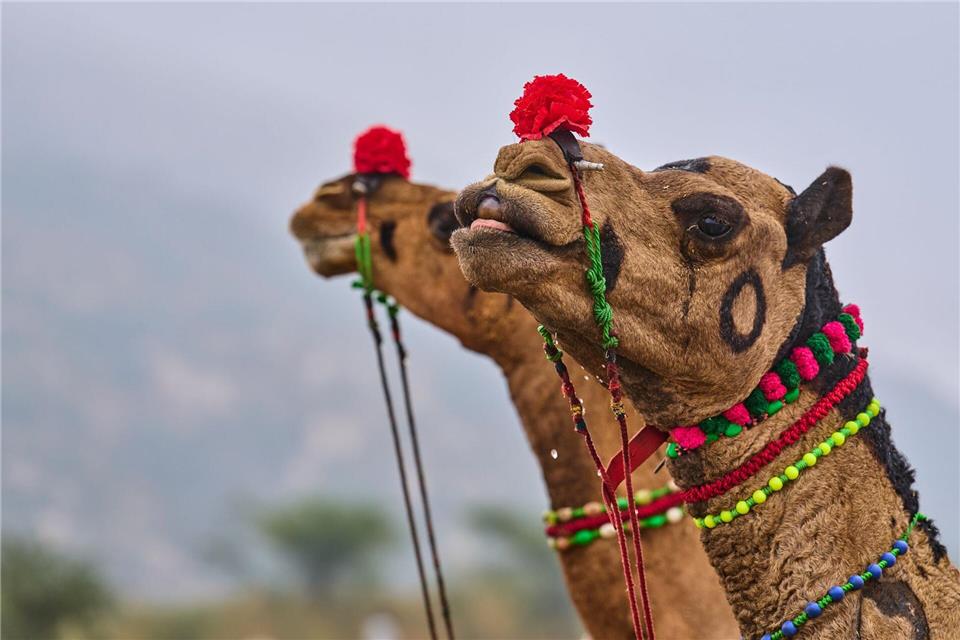 Geschmückte Kamele auf dem jährlichen Viehmarkt in Pushkar, im westindischen Bundesstaat Rajasthan in Indien.Rajesh Kumar Singh/AP/dpa