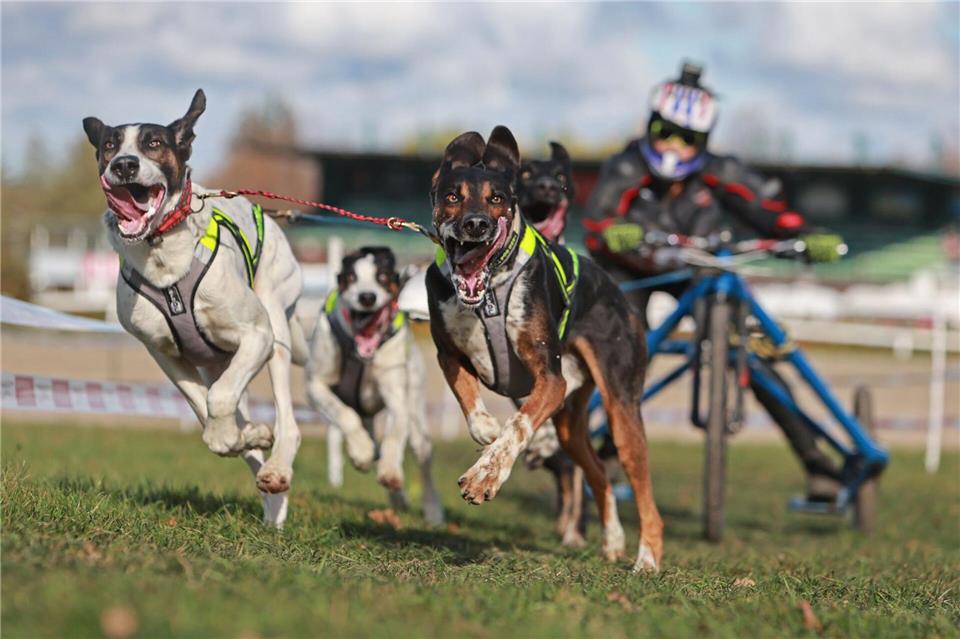Schlittenhunderennen Harzer Luchstrail gestartet Gespanne mit bis zu acht Hunden gingen bei den Rennen in Bad Harzburg an den Start.Matthias Bein/dpa