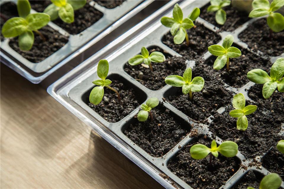 Gesunde Sämlinge: Gleichmäßig feuchte Erde und ausreichend Licht sorgen für kräftiges Wachstum.picture alliance / dpa-tmn